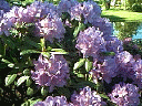 Luckau Moorbadgarten